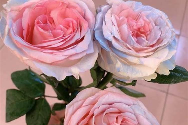 玫瑰花想要喷叶面肥,用什么好？