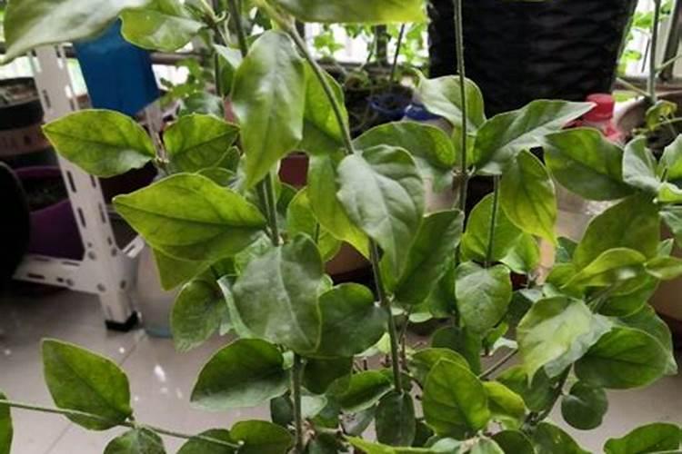 茉莉花大量元素水溶肥用什么好