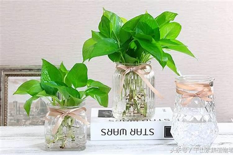 水培绿萝用什么肥料最好