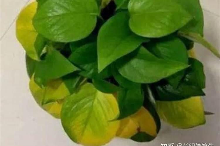 怎样给绿萝施肥浇水？