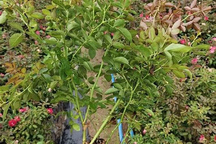 幸福以前长的很好,五月份换盆后,几杆上的叶子脱落完,光杆掐了下...