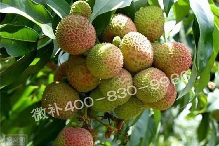 荔枝施什么肥好