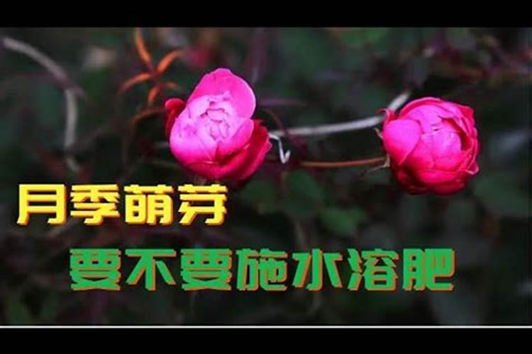 刚种的月季花刚出芽能浇营养液吗？