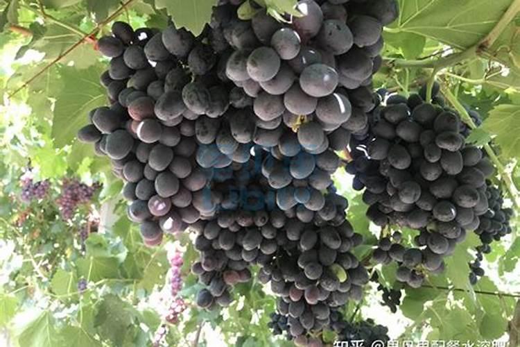 阳光玫瑰葡萄硬核期后要冲施磷酸二氢钾吗？