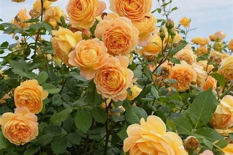 藤本月季怎么施肥,幼期氮肥为主生长期追施复合肥