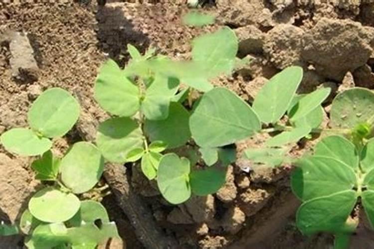 决明子养花可以吗