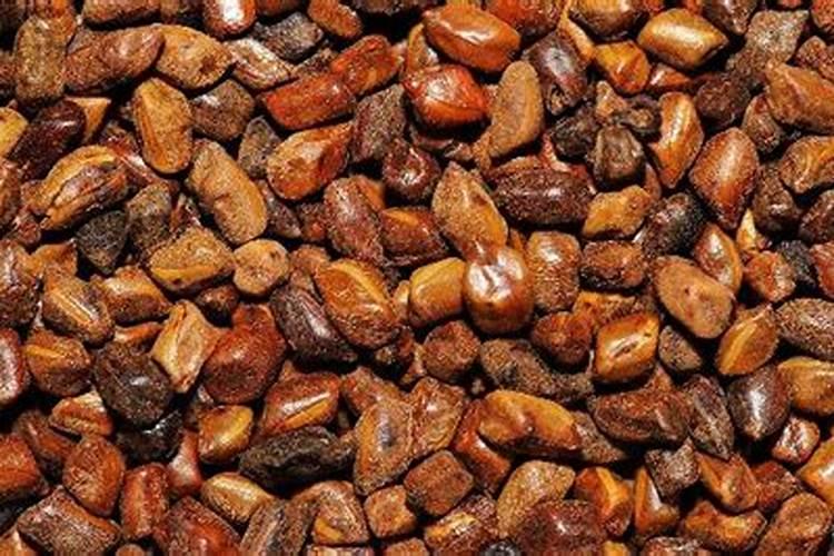 废弃决明子可以怎么利用