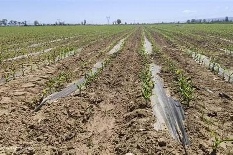 玉米底肥一次性施肥 氮磷钾 各用多少？