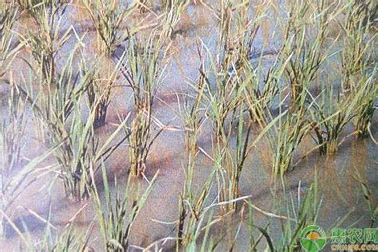 水稻田氯化钾什么时间施