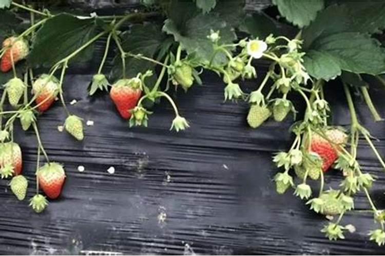 草莓枯萎病怎么治