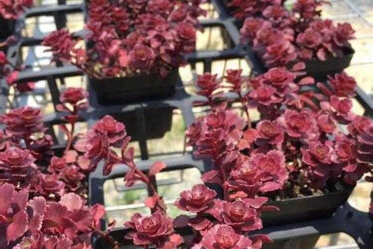 多肉浇叶面肥可以吗？