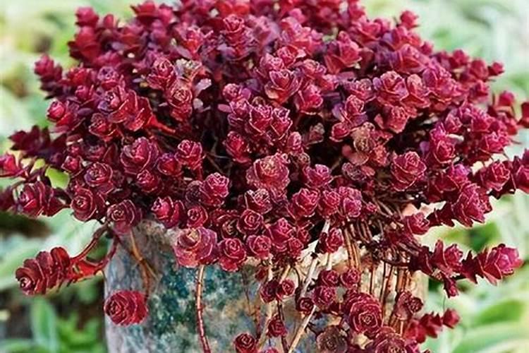 让多肉叶片肥厚施什么肥？