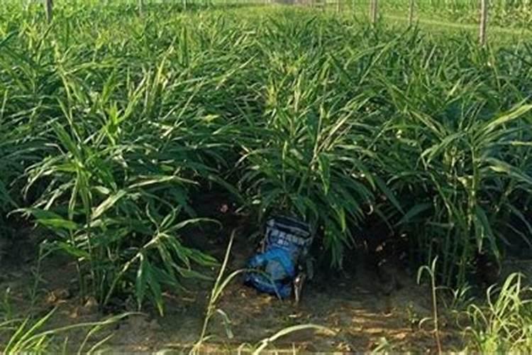 水溶肥料调节碱的物质是什么