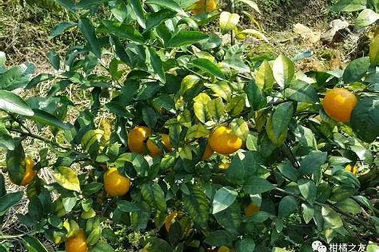 月季长花苞后怎么施肥