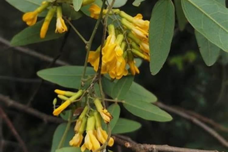 水溶肥排名前十位的有哪些品牌