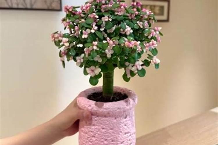 玉树换盆后可以用氨基酸水溶肥怎么使用