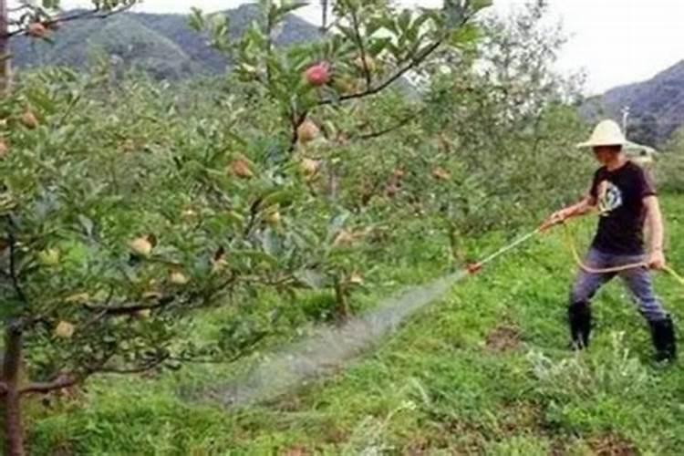 磷肥对果树的作用是什么