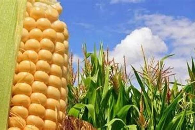 种植玉米施入的钾肥,是氯化钾好还是硫酸钾好