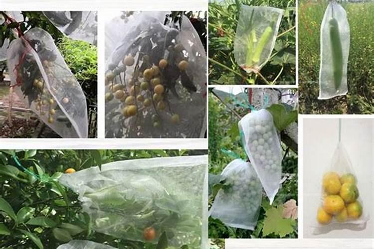 果园后期叶面肥用什么好