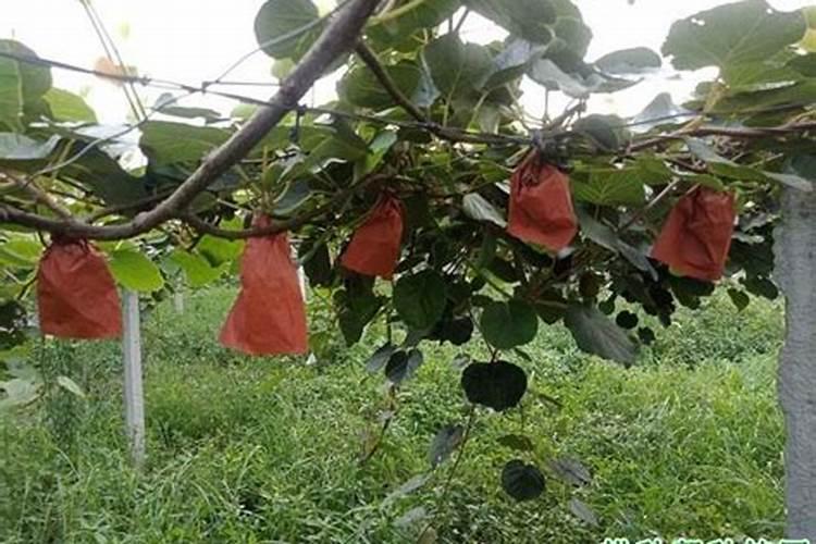 苹果果脐开裂的是怎么回事？