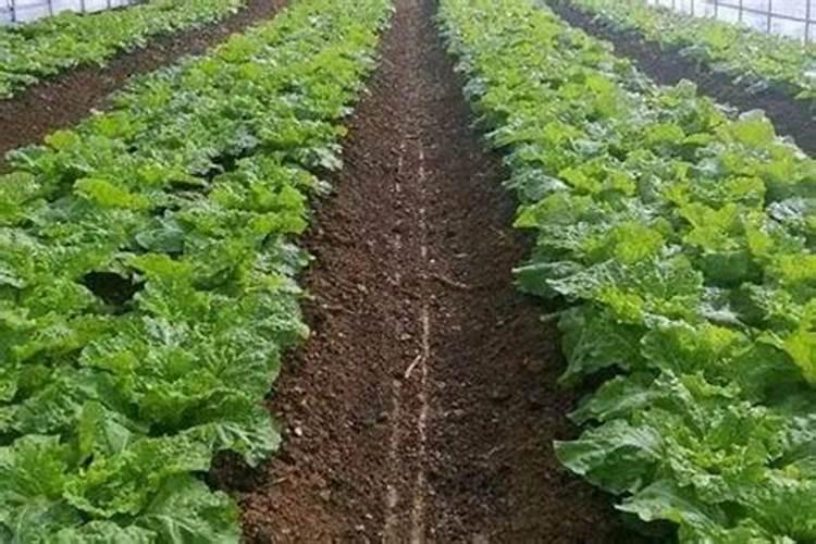 施对水溶肥,叶片肥厚油亮