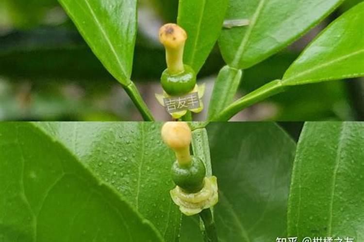 柑橘秋梢后施什么肥？