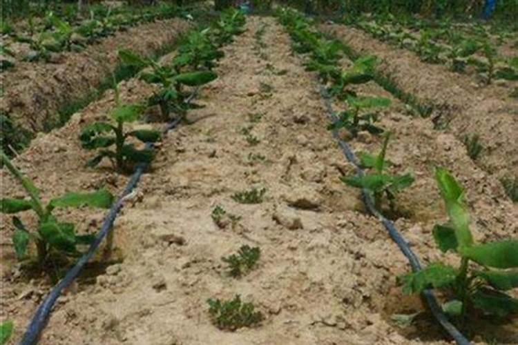 氨基酸水溶肥的危害