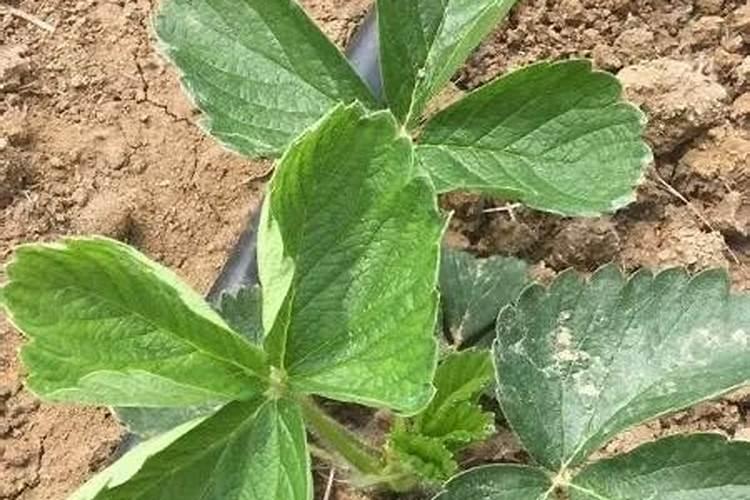 一般给草莓施什么肥最好