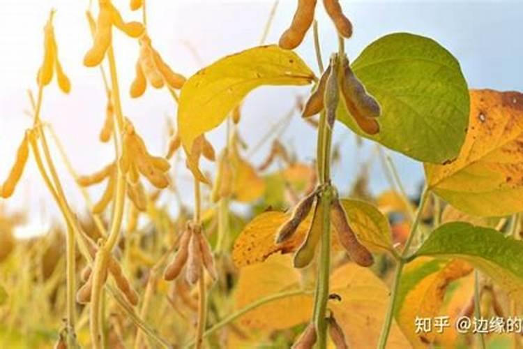 黄豆开花期需要施什么肥