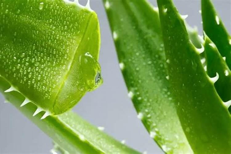 土豆削下来的厚皮可以沤花费肥吗？