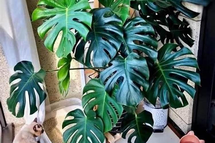 怎么养花开花多