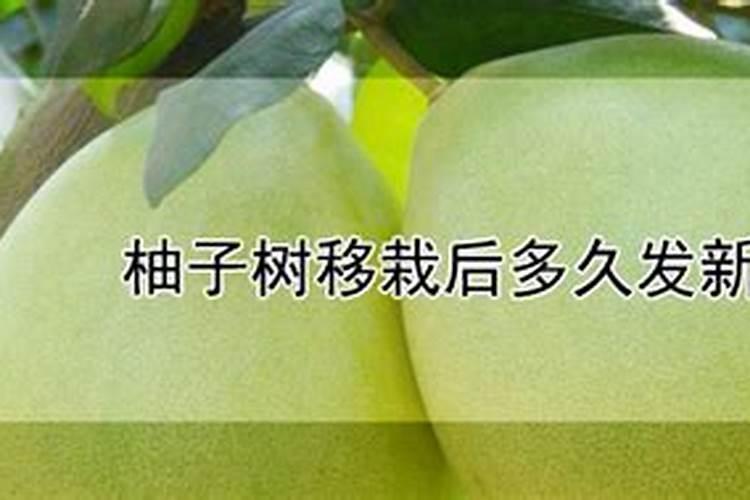 种柚子盆栽方法(盆栽柚子树的养殖方法和注意事项)