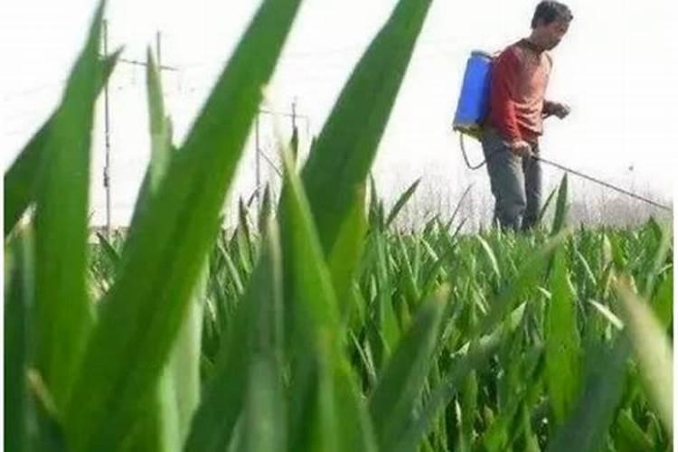 芸苔素解药害几天能见效