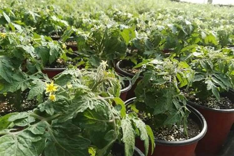 番茄生长要用几次硼肥