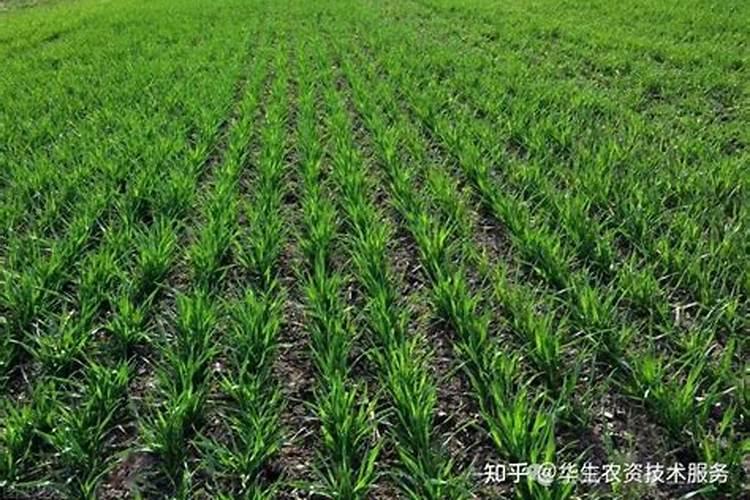 小麦苗期如何追肥？