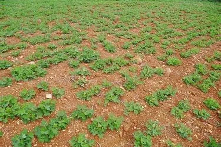 花生用什么叶面肥好 附种植方法