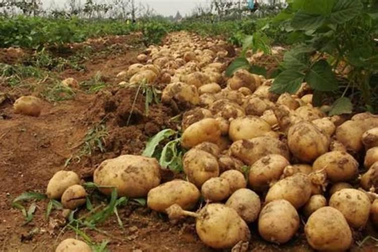 土豆膨大期应该施钙镁锌硼还是矿源黄腐酸钾