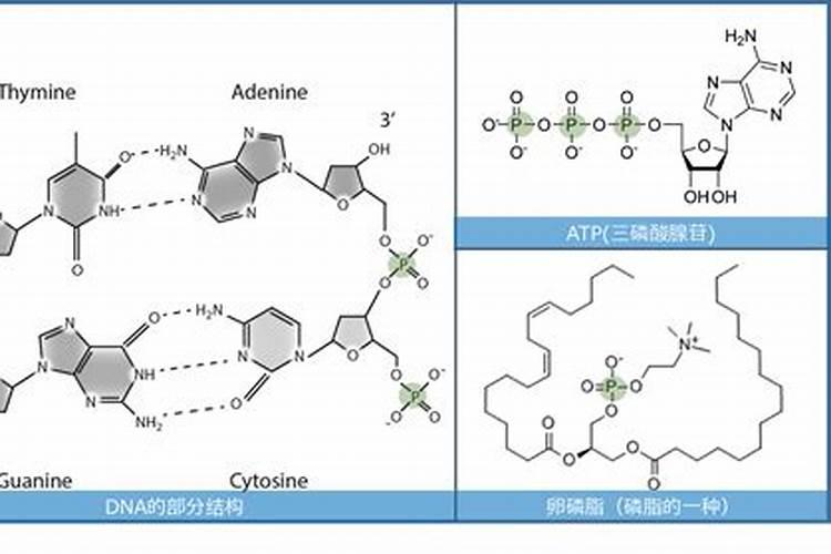 磷肥对果树的作用是什么？