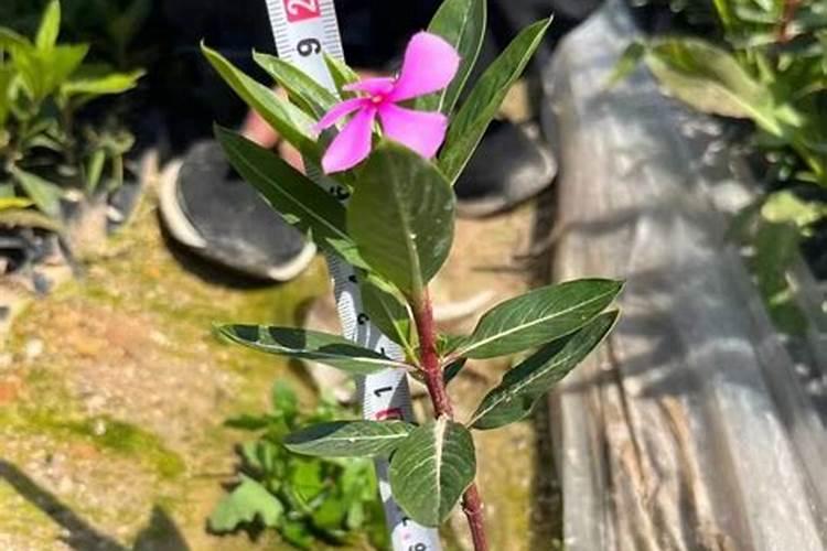 中药材壮根灵哪个品牌好？中药材根茎块膨大用什么肥料？