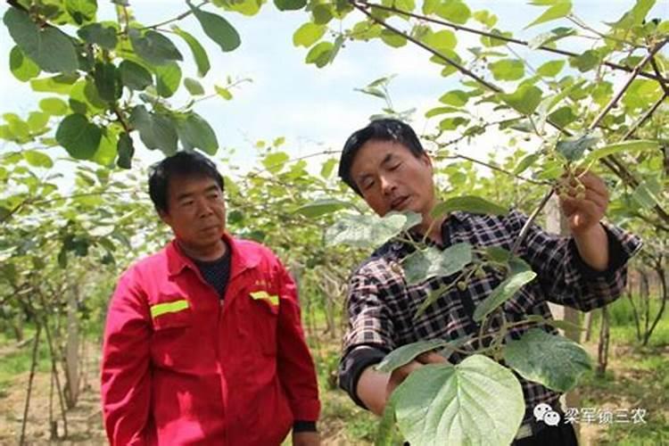 种菜用什么肥料好