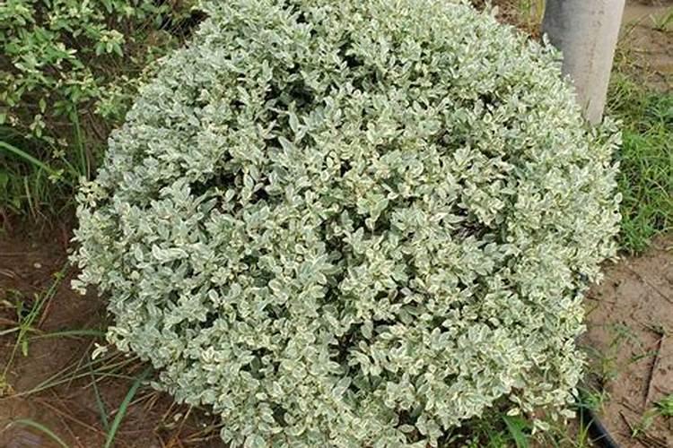 银柳可以插在泥土里养吗