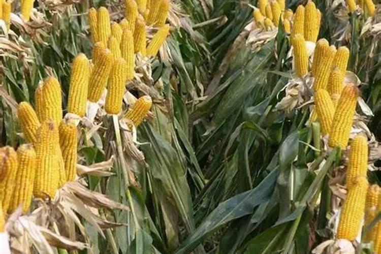 玉米抽穗期能追施碳酸氢铵和硫酸钾肥吗？