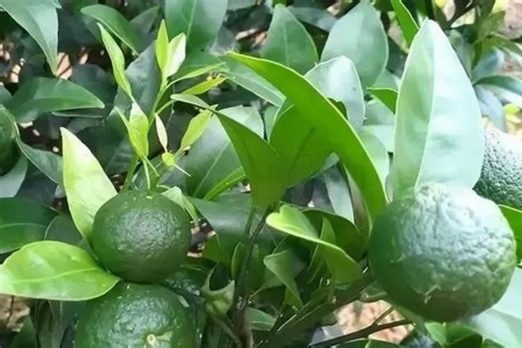 砂糖橘树施肥时期怎样施肥