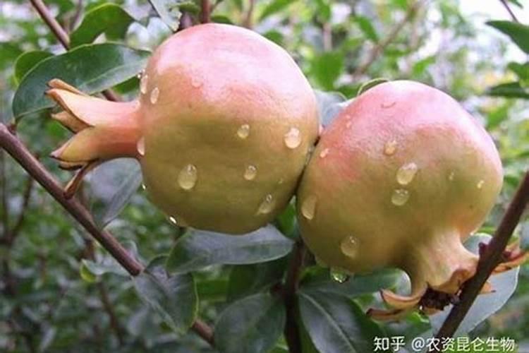 石榴如何保花保果 石榴高产养殖技巧总结