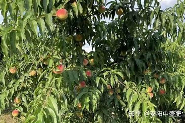 果树施什么肥好