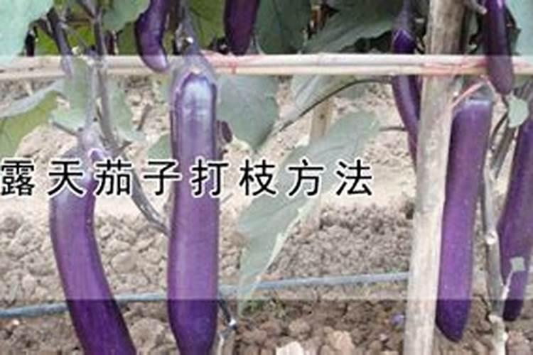 打多效唑后几天打芸苔素