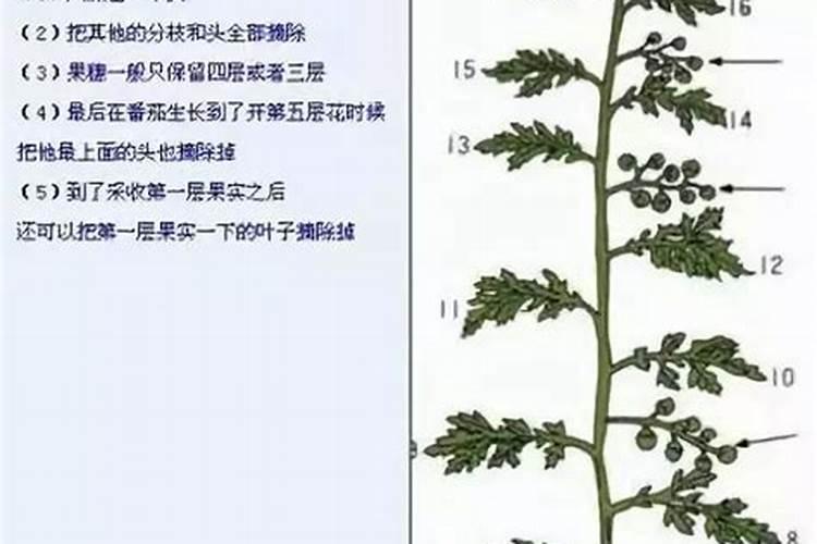 芸苔素使用技巧