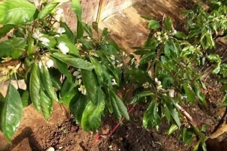 樱桃保花保果喷什么叶面肥结果多？樱桃膨果期用什么复合肥好？
