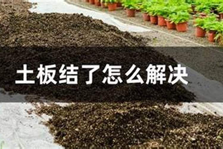 家里面养花土板结了怎么办 家里面养花土板结了解决方法
