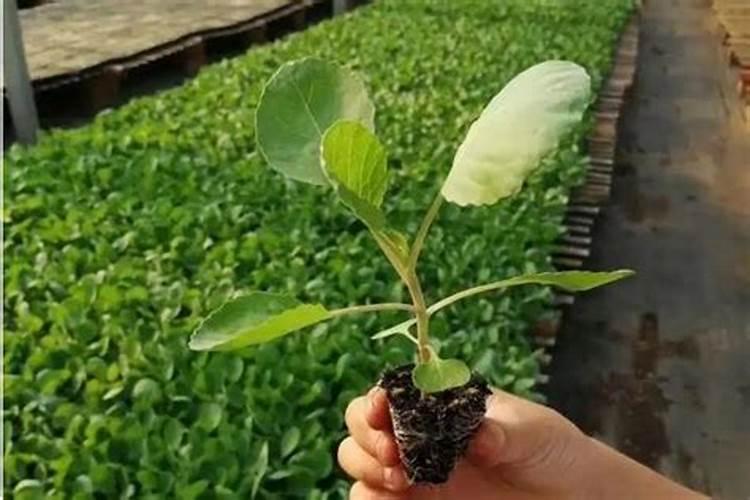 甘蓝打什么叶面肥